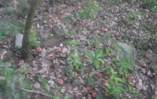 红菇图片