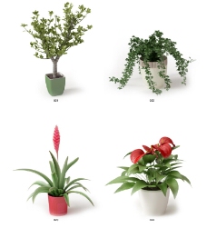 花卉植物