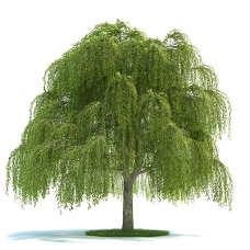 大型柳树模型