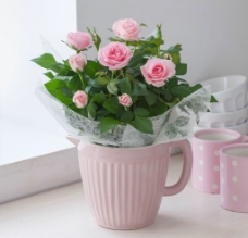 粉红玫瑰花束盆栽图片